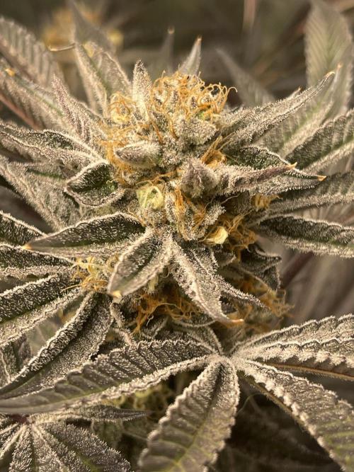 🚽 Poddy Mouth 👄. Week 14