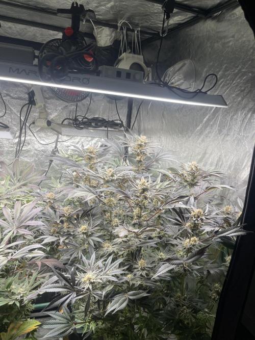 🚽 Poddy Mouth 👄. Week 14