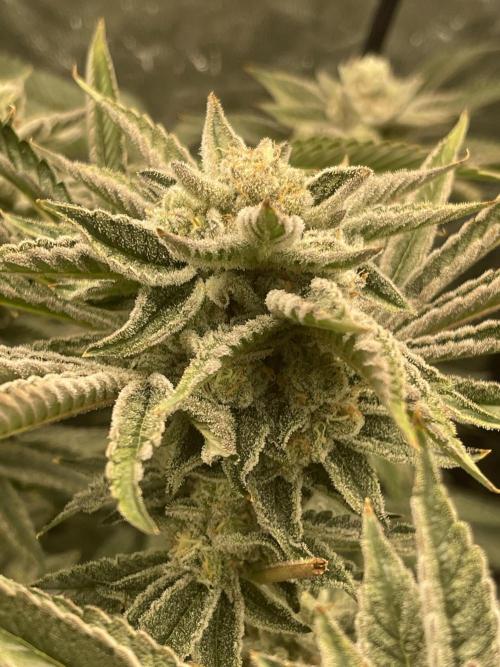 ⛽️ Diesel Latte 🥛. Week 14