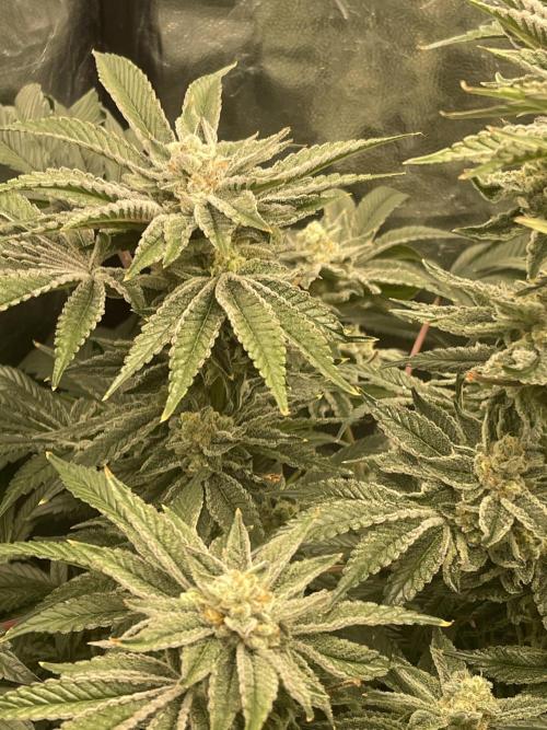 ⛽️ Diesel Latte 🥛. Week 14