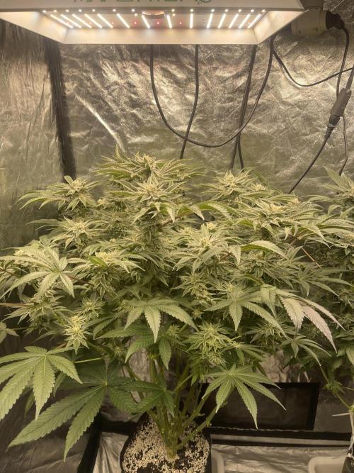 ⛽️ Diesel Latte 🥛. Week 14