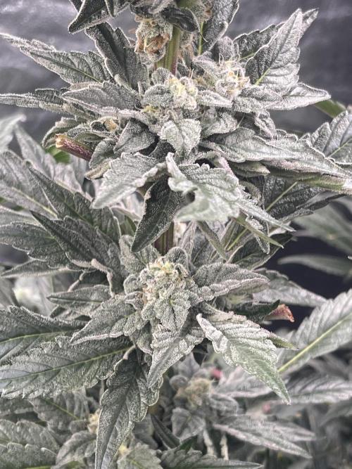 ⛽️ Diesel Latte 🥛. Week 14