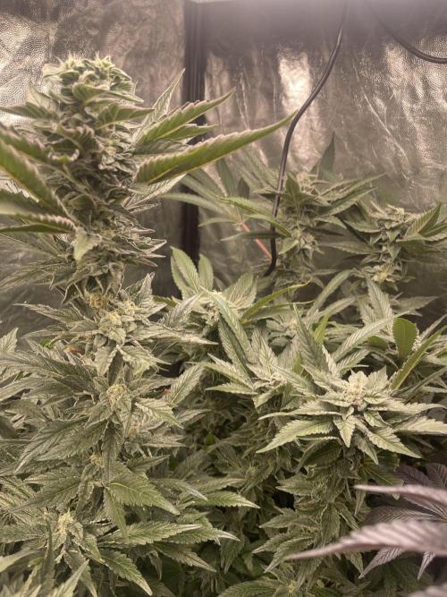⛽️ Diesel Latte 🥛. Week 14