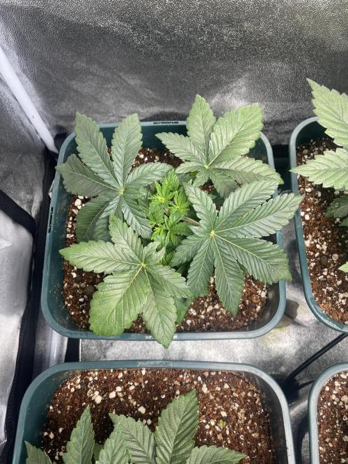 Liquid Nails (SD x GG4). Week 3