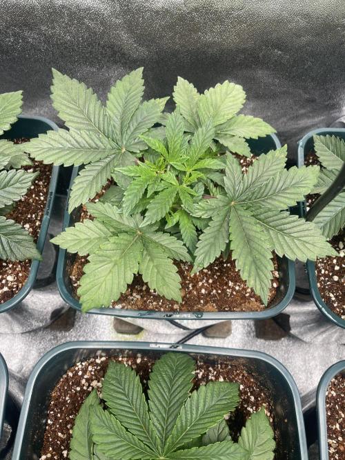 Liquid Nails (SD x GG4). Week 3
