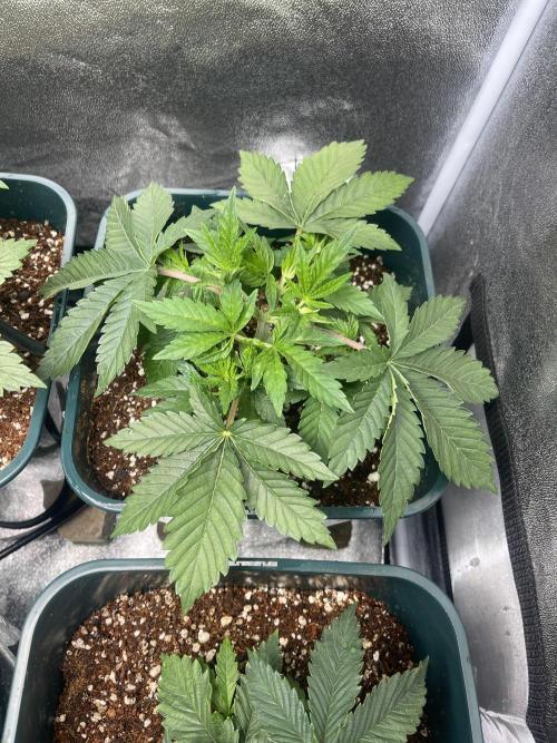 Liquid Nails (SD x GG4). Week 3