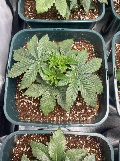 Sour Diesel x Chemdog #4. Week 3