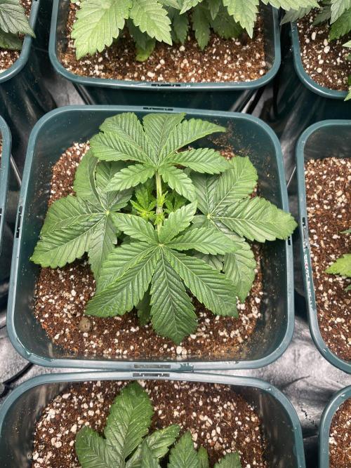 Sour Diesel x Chemdog #4. Week 3