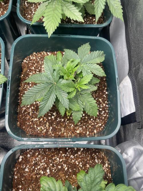 Sour Diesel x Chemdog #4. Week 3