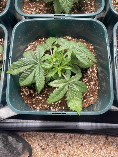 Collie Man Kush. Week 3