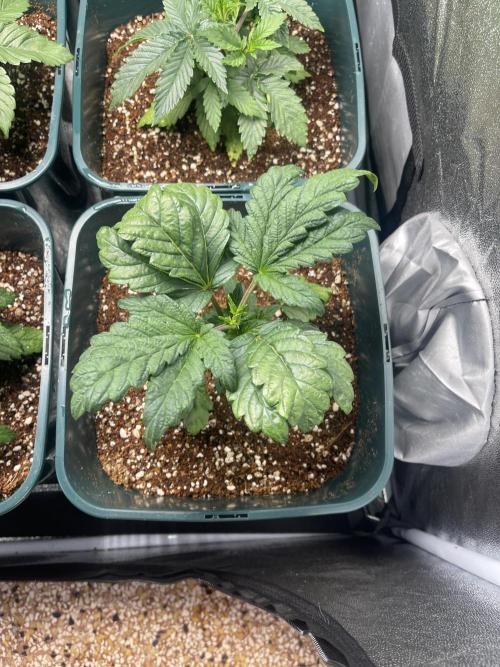 Collie Man Kush. Week 3