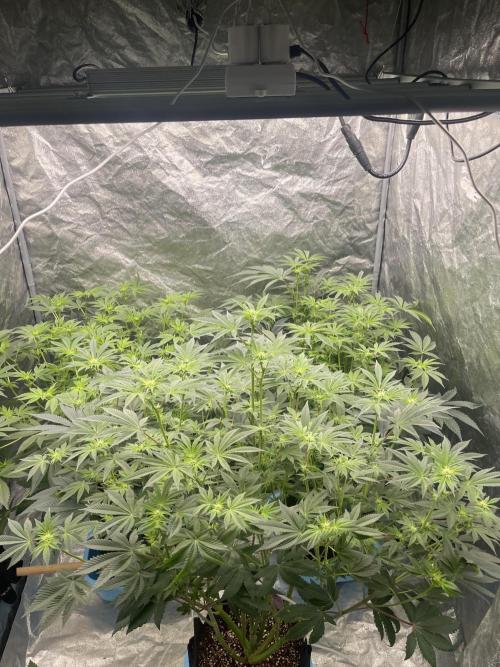 Sour Diesel x Lemon Party. Week 9