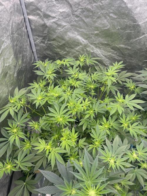 Sour Diesel x Lemon Party. Week 9