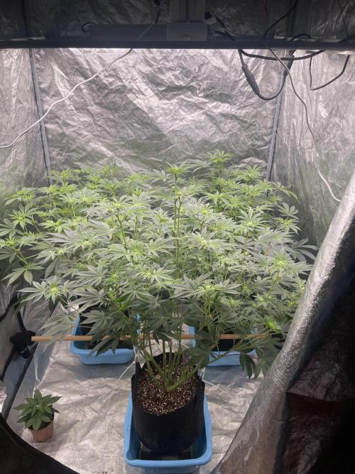 Sour Diesel x Lemon Party. Week 9