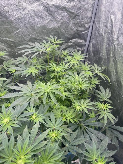 5150 Triangle Kush x Irene (Crazy Bitch). Week 9