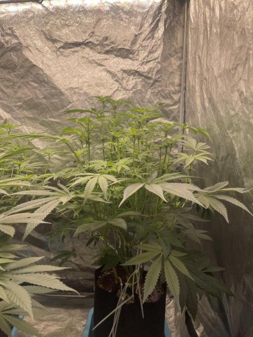 5150 Triangle Kush x Irene (Crazy Bitch). Week 9