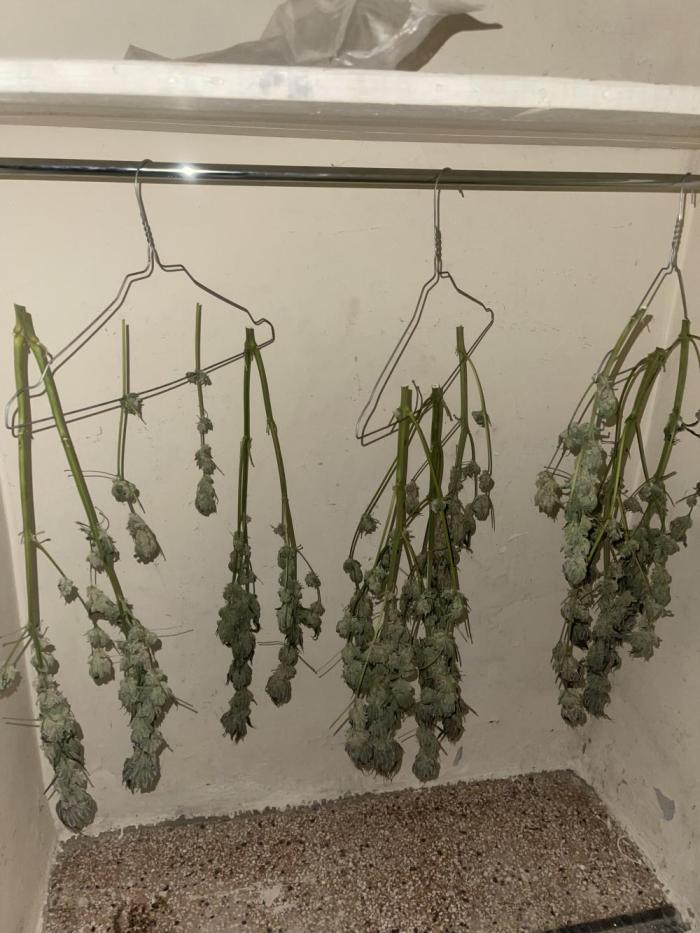 ⛽️ Diesel Latte 🥛. Week 15