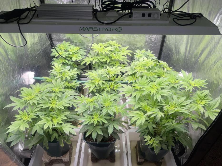 Liquid Nails (SD x GG4). Week 5
