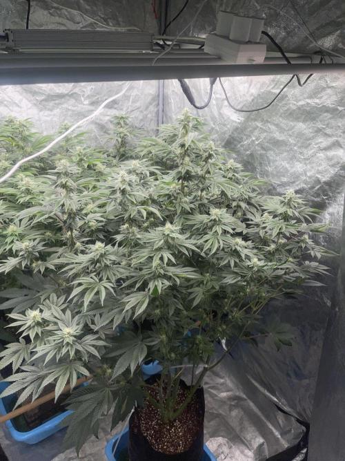 Sour Diesel x Lemon Party. Week 11