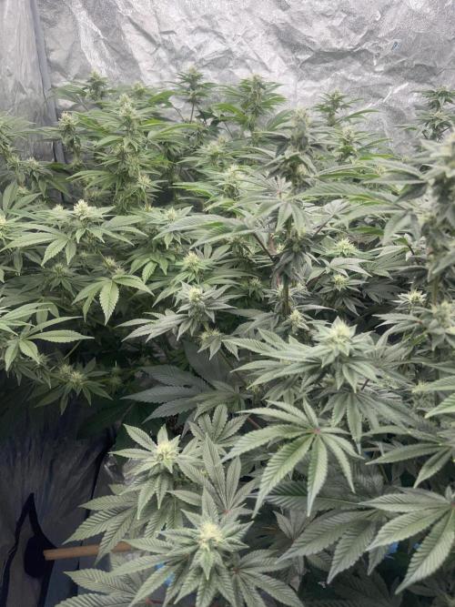 Sour Diesel x Lemon Party. Week 11
