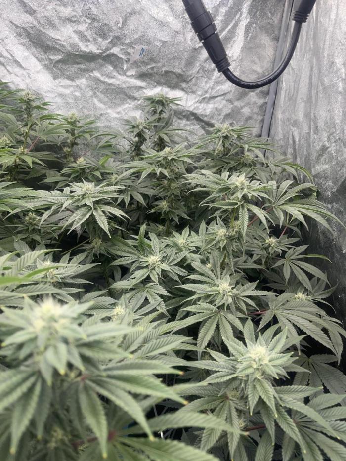 5150 Triangle Kush x Irene (Crazy Bitch). Week 11