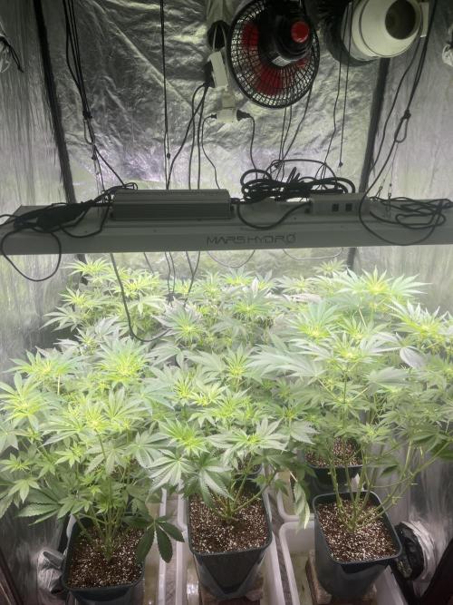 Slightly Stoopid Collie Man Kush. Week 7
