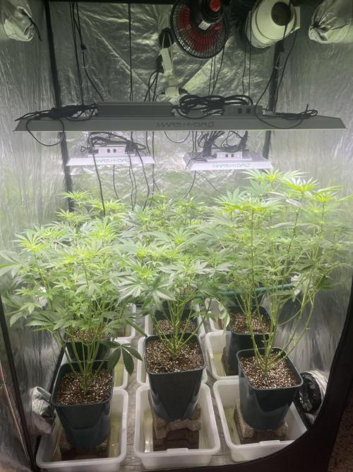 Sour Diesel x Chemdog #4. Week 7