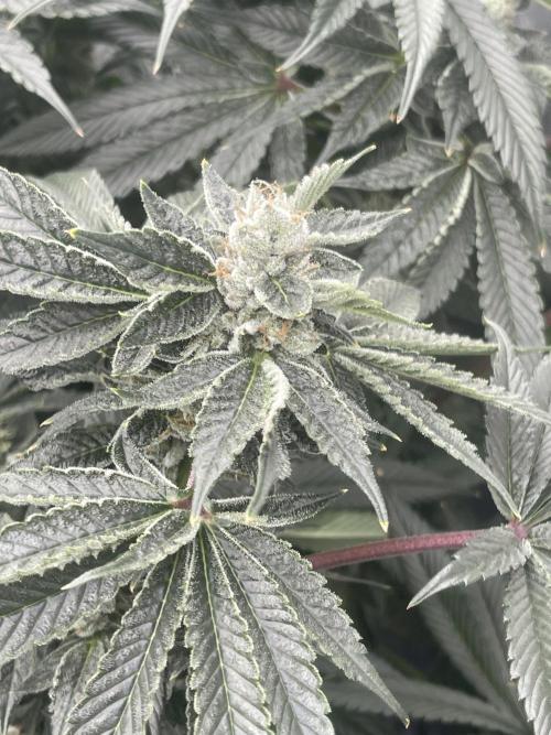 5150 Triangle Kush x Irene (Crazy Bitch). Week 13