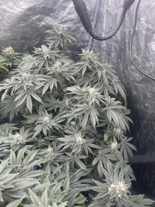 5150 TK x Irene. Week 13