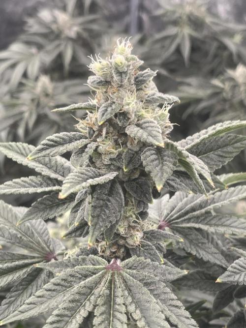 Sour Diesel x Lemon Party. Week 13