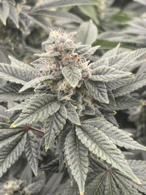 Sour Diesel x Lemon Party. Week 13