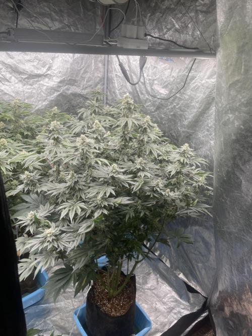 Sour Diesel x Lemon Party. Week 13