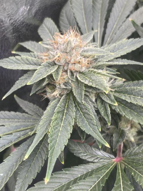 Sour Diesel x Lemon Party. Week 13