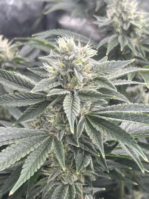 Sour Diesel x Lemon Party. Week 13