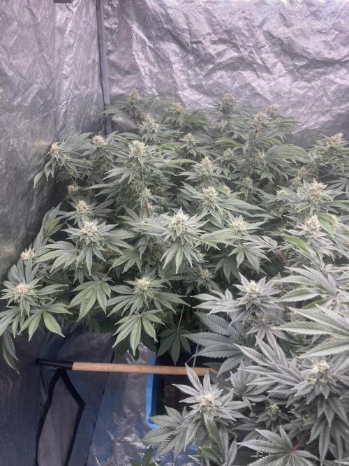 Sour D x Lemon Party. Week 13