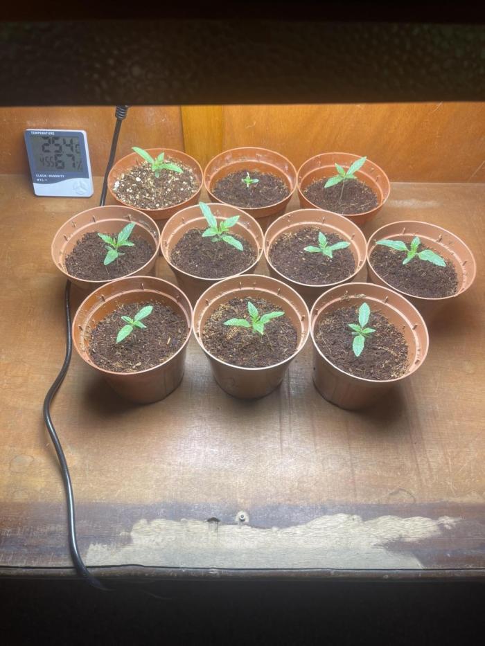 Cali Sour D. Week 1