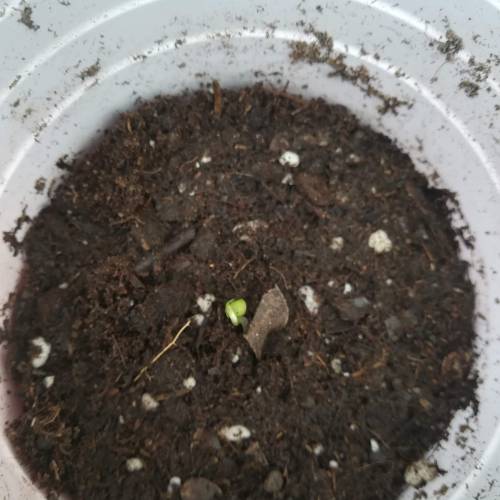 Septiembre 17. Week 2