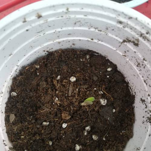 Septiembre 17. Week 2