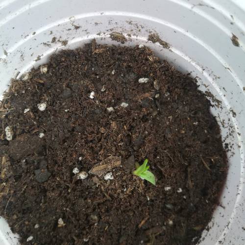 Septiembre 17. Week 2
