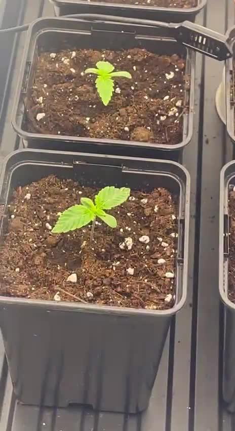 First grow aka teach me