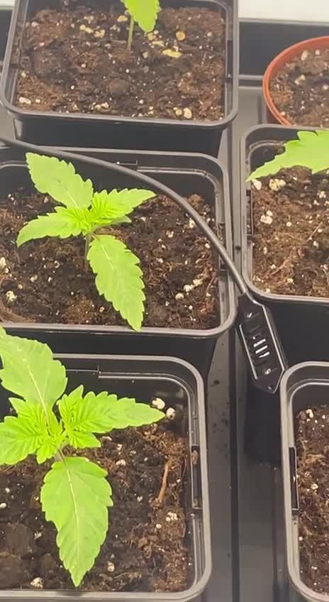 First grow aka teach me