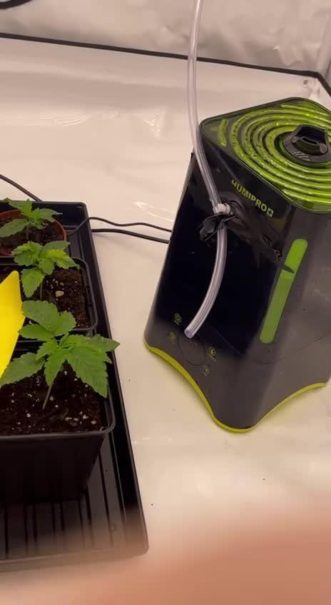 First grow aka teach me