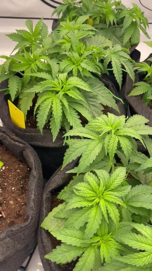 First grow aka teach me