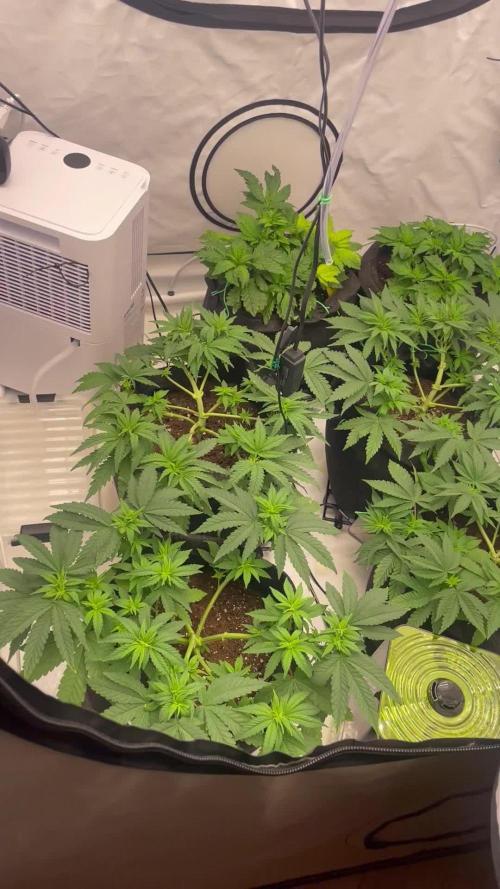 First grow aka teach me