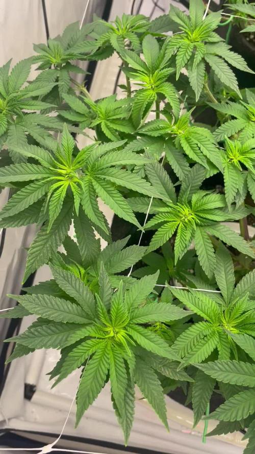 First grow aka teach me