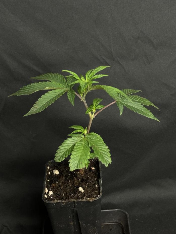 Super buff cherry #26. Week 1