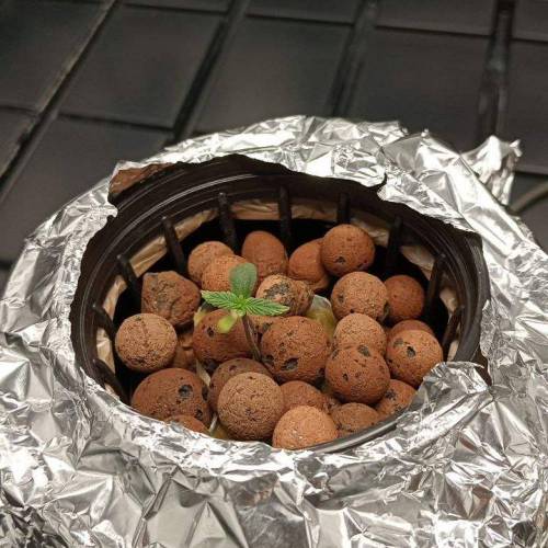 Green House Seed Co. Kings Juice Auto grow journal by dtsproduction