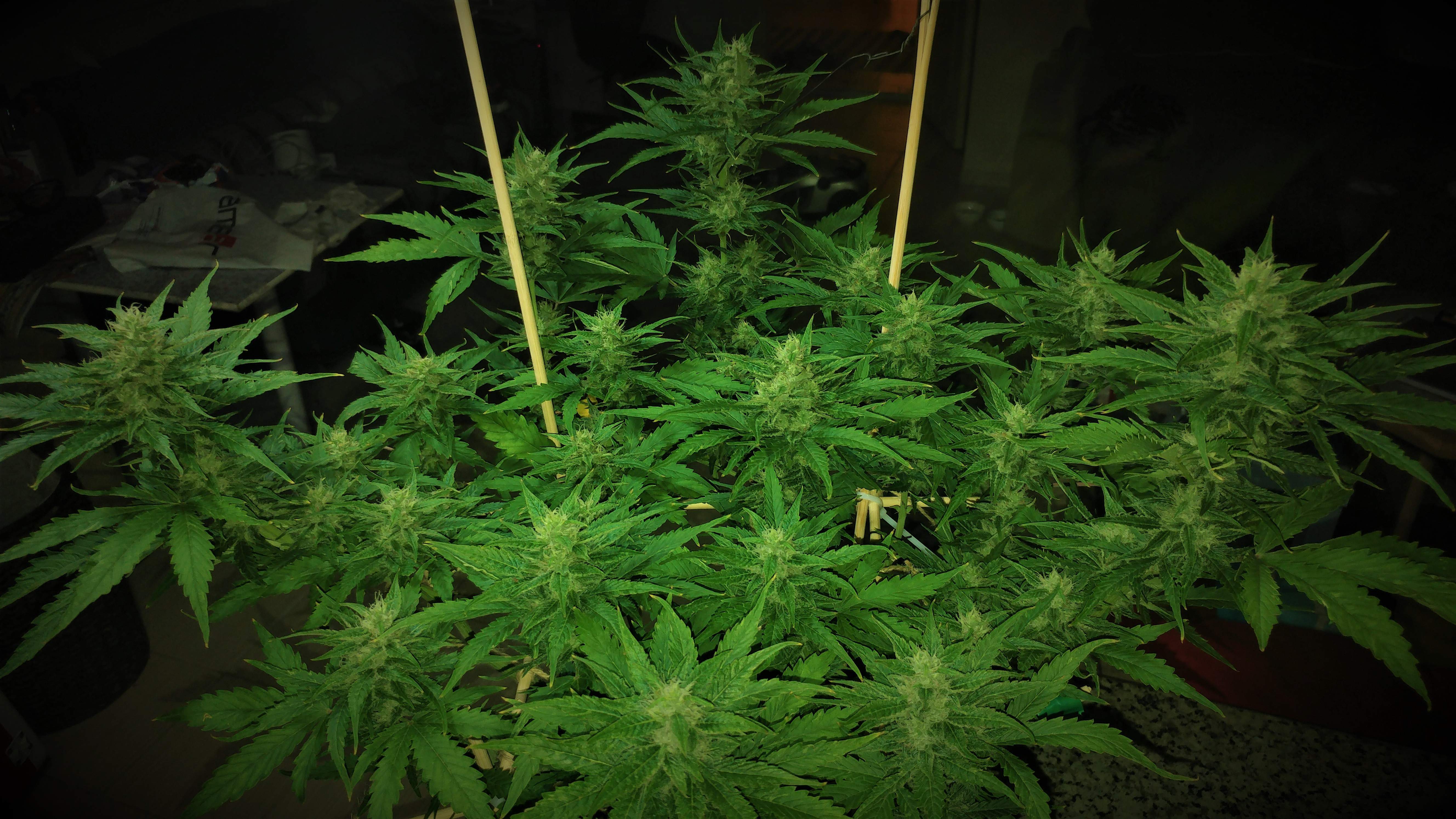 Auto Seeds Candy Kush Automatic grow diary (journal) week9 by Eurus