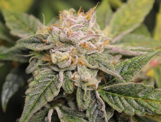 AK 47 XL fem Divine Seeds. Week 9