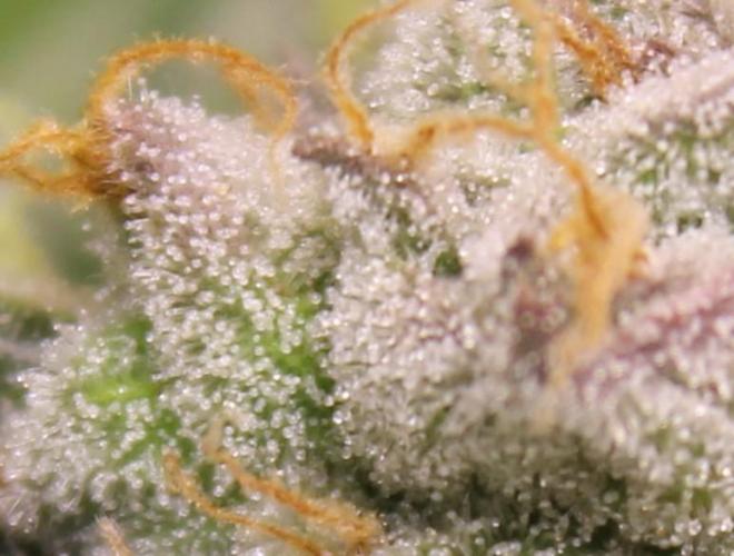 AK 47 XL fem Divine Seeds. Week 9